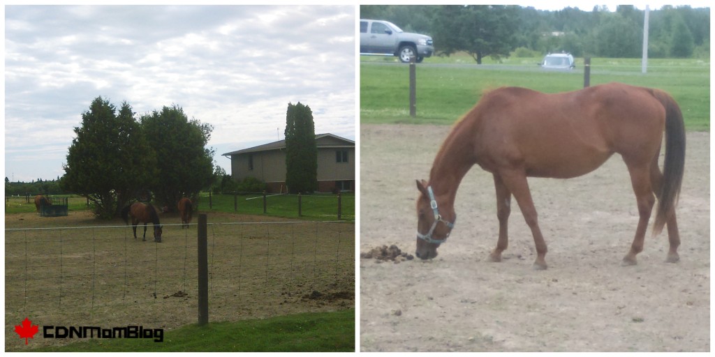 RBF Horses