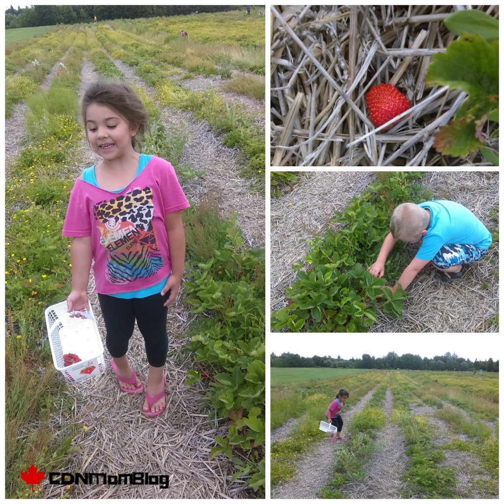 Ruby Berry Farm